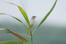 拍摄者：阿池