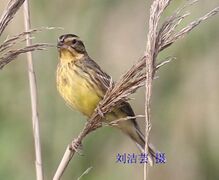 拍摄者：刘芸洁